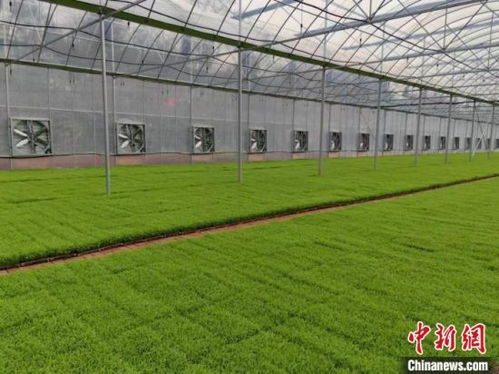 湖南祁陽 早稻播種面積38萬畝，機械插播助力農民增收
